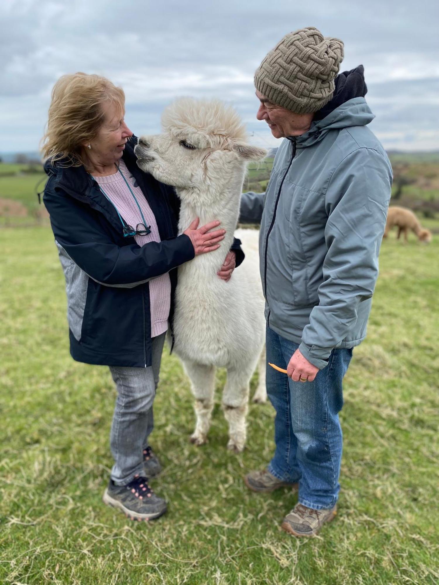 Unique Stay On An Alpaca Therapy Farm With Miniature Donkeys North Wales Mold Exteriér fotografie