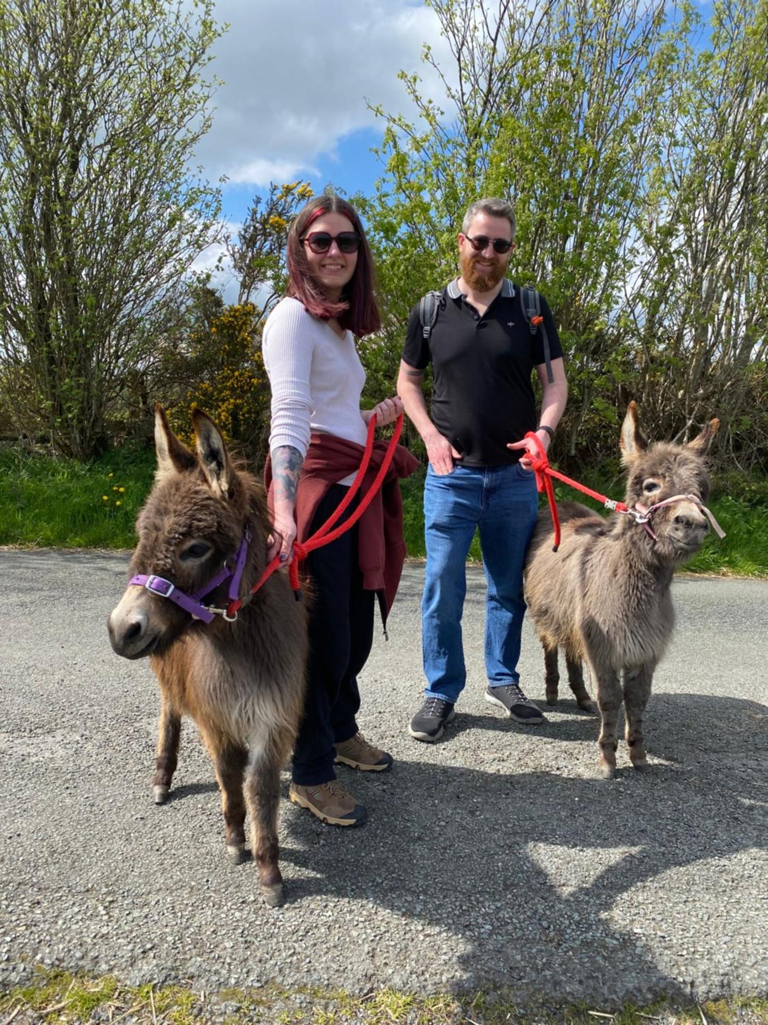 Unique Stay On An Alpaca Therapy Farm With Miniature Donkeys North Wales Mold Exteriér fotografie