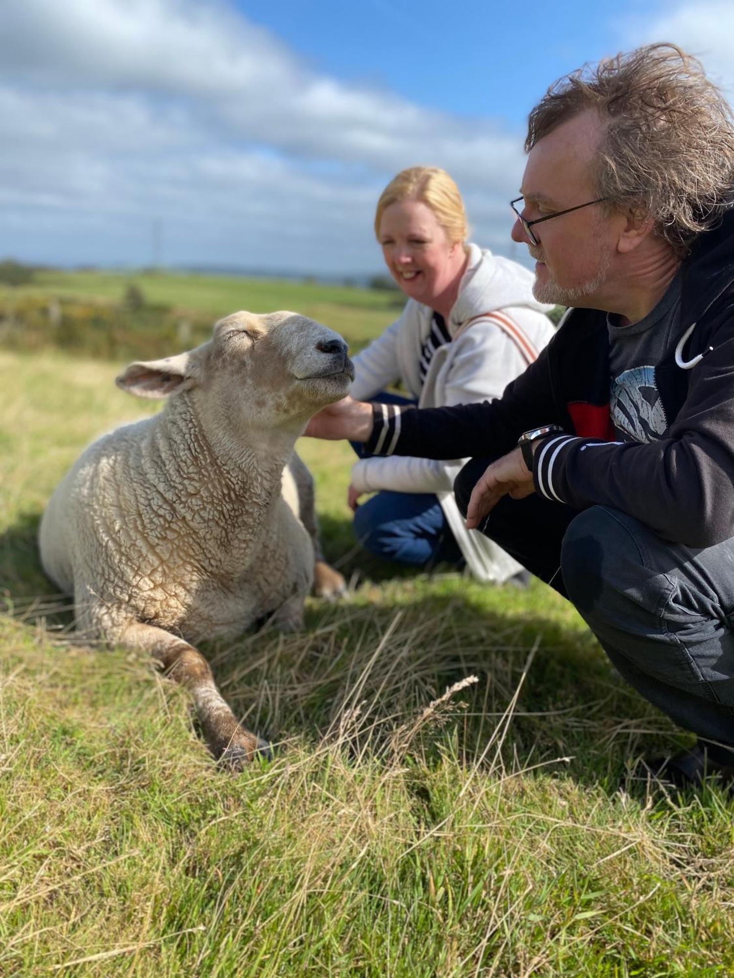Unique Stay On An Alpaca Therapy Farm With Miniature Donkeys North Wales Mold Exteriér fotografie